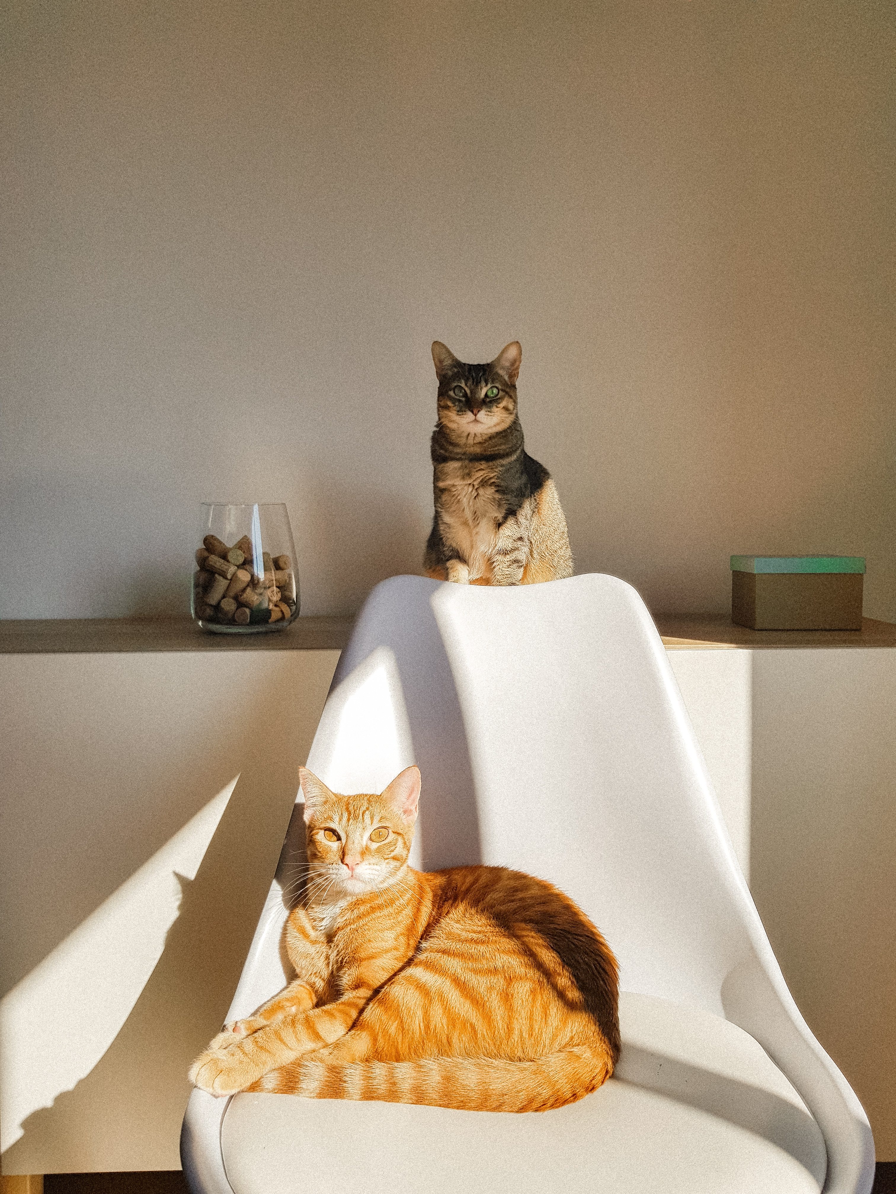 Photo: Nala and Link
